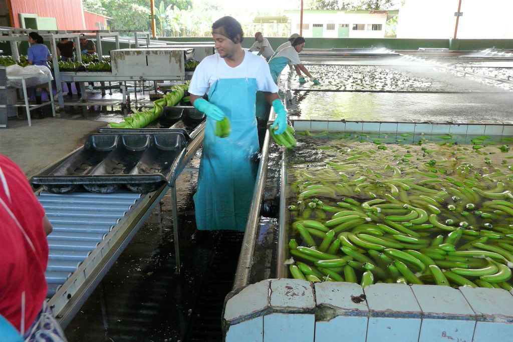 CAÑO BLANCO -> SARAPIQUI - enkele mensen aan het werk bij de Delmonte banenfabriek