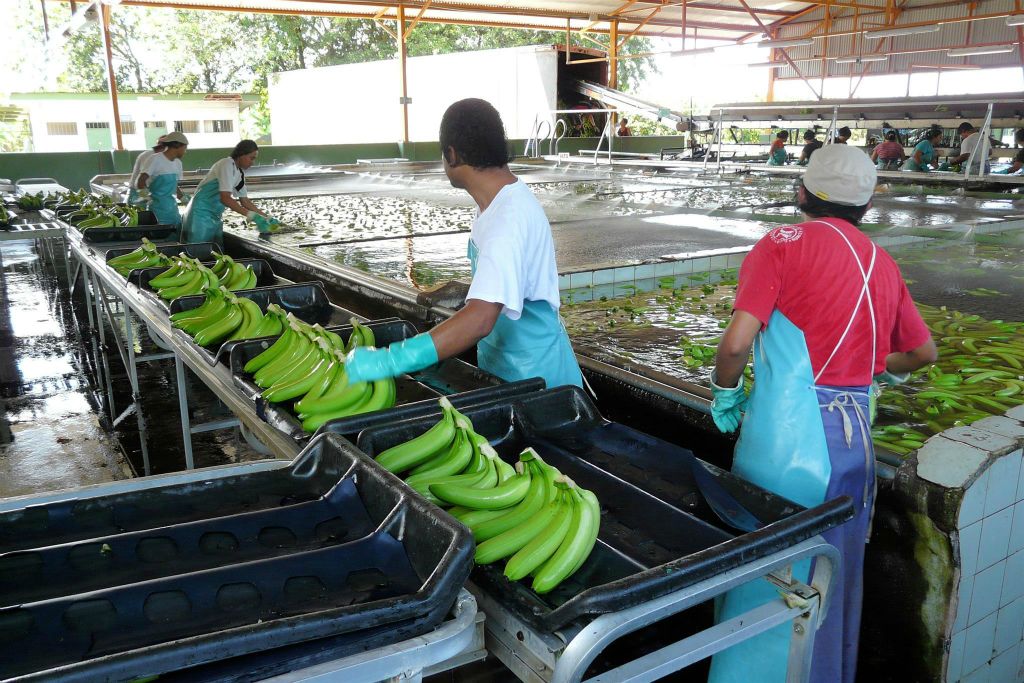 CAÑO BLANCO -> SARAPIQUI - enkele mensen aan het werk bij de Delmonte banenfabriek