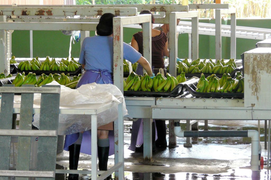 CAÑO BLANCO -> SARAPIQUI - enkele mensen aan het werk bij de Delmonte banenfabriek