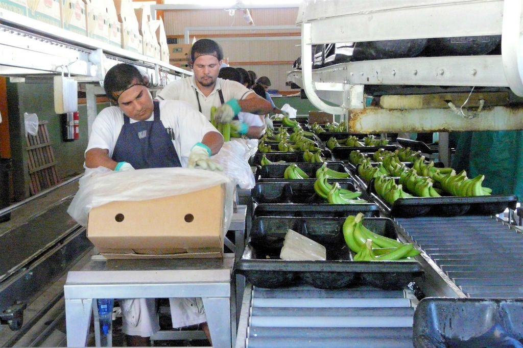 CAÑO BLANCO -> SARAPIQUI - enkele mensen aan het werk bij de Delmonte banenfabriek