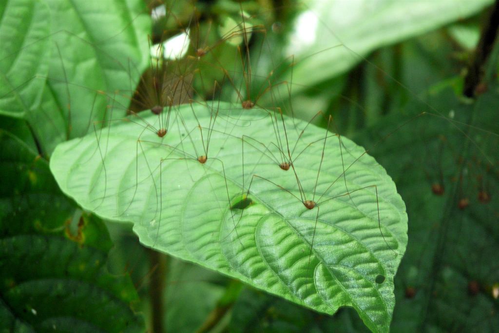 SARAPIQUI - vele spinnen op een blad