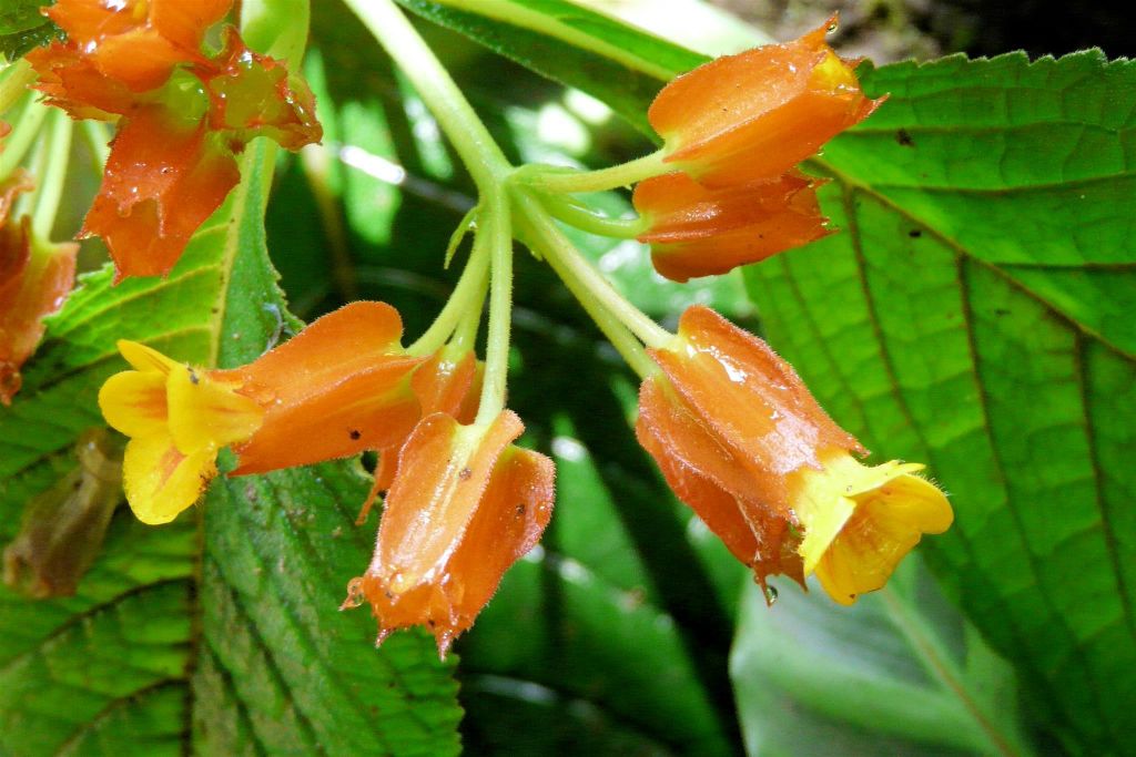SARAPIQUI - de bloemen van een plant
