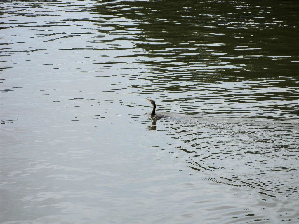 CAÑO NEGRO - een aalscholver