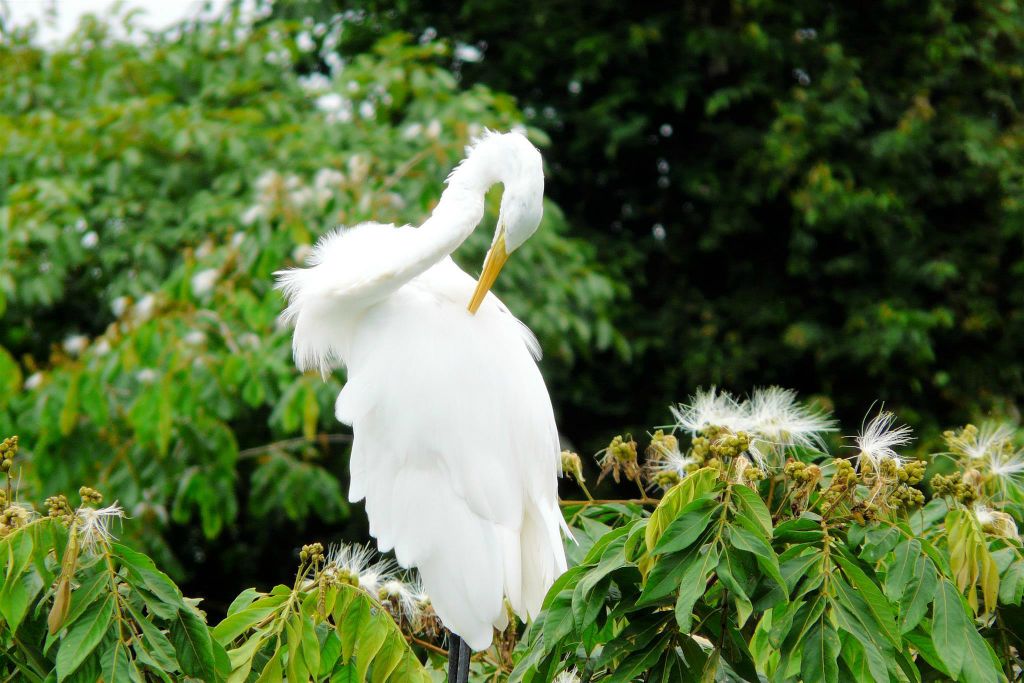 CAÑO NEGRO - een witte reiger