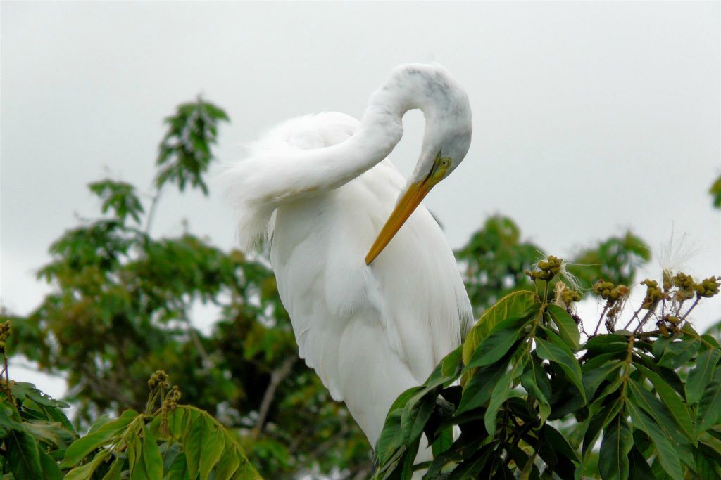 CAÑO NEGRO - een witte reiger