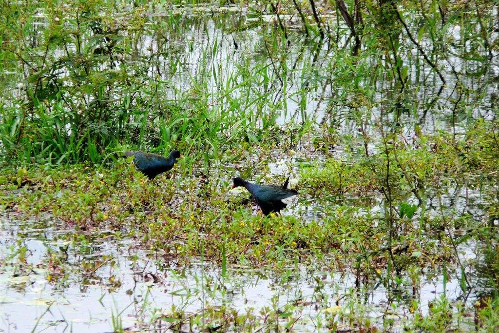 CAÑO NEGRO - twee Northern Jacana watervogels