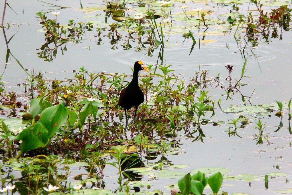 CAÑO NEGRO - een Northern Jacana watervogel