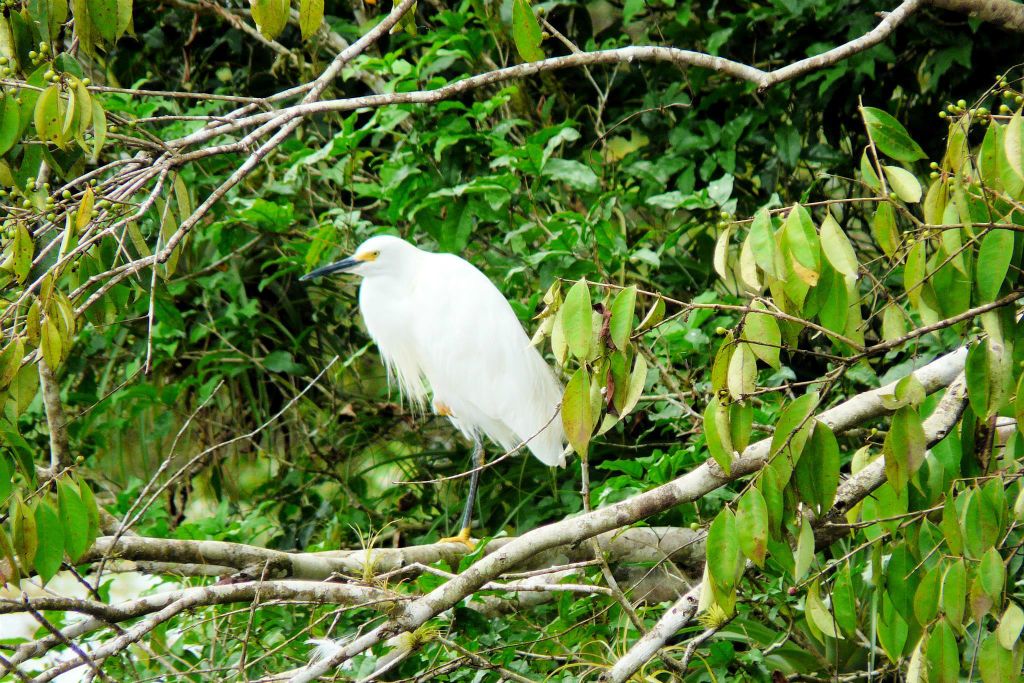 CAÑO NEGRO - een Amerikaanse kleine zilverreiger