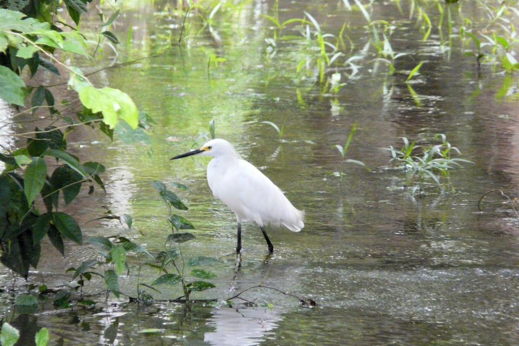 CAÑO NEGRO - een Amerikaanse kleine zilverreiger