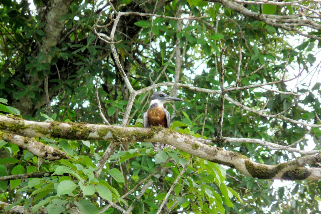 CAÑO NEGRO - een ijsvogel
