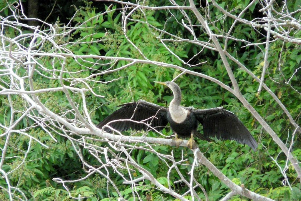 CAÑO NEGRO - een Amerikaanse slangenhalsvogel