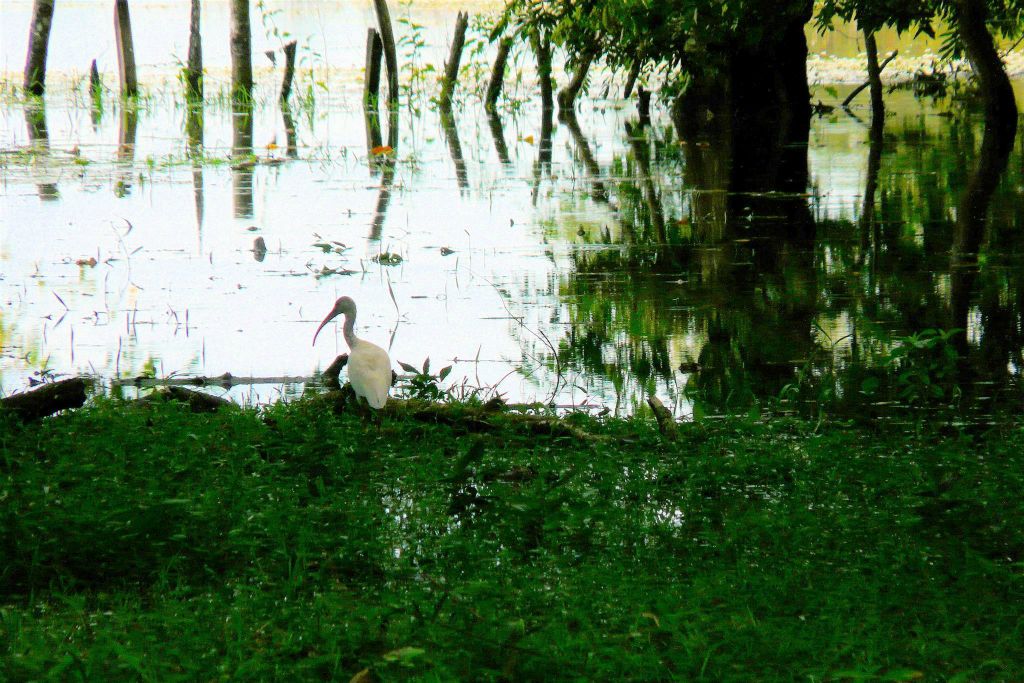 CAÑO NEGRO - een nimmerzat watervogel