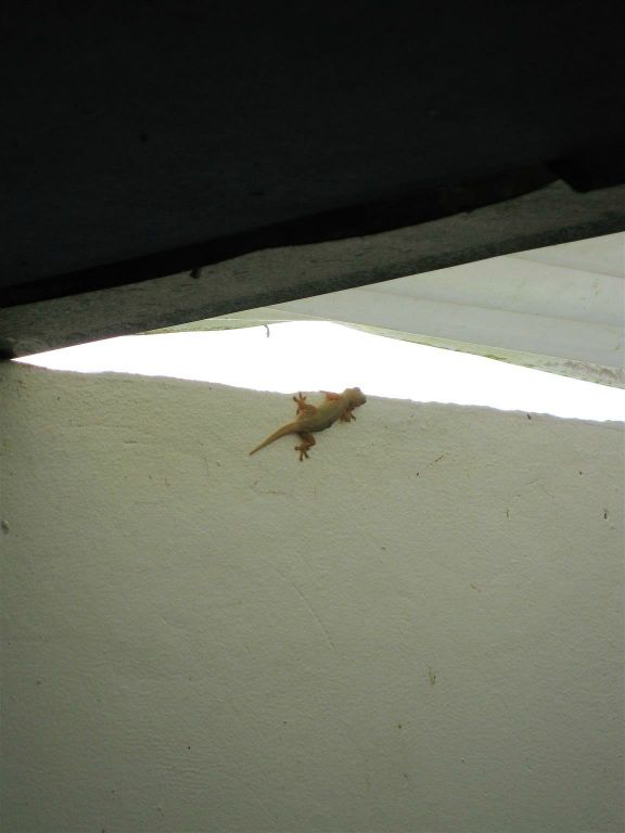 CAÑO NEGRO - een gekko