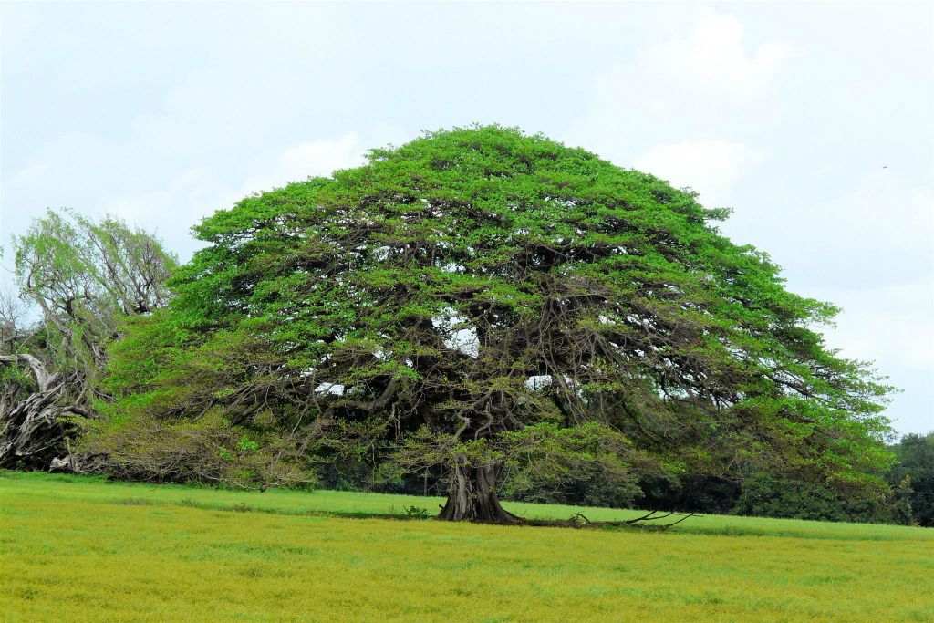 LA FORTUNA -> LIBERIA - de Guanacaste, de nationale boom van Costa Rica