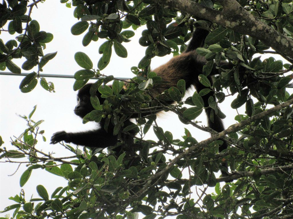 LIBERIA -> RINCÓN DE LA VIEJA - een brulaap