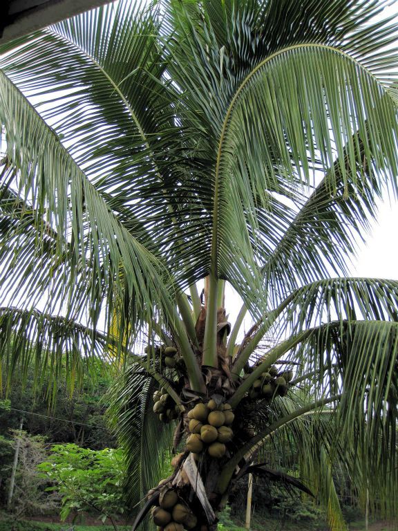 RINCÓN DE LA VIEJA - een palmboom met kokosnoten