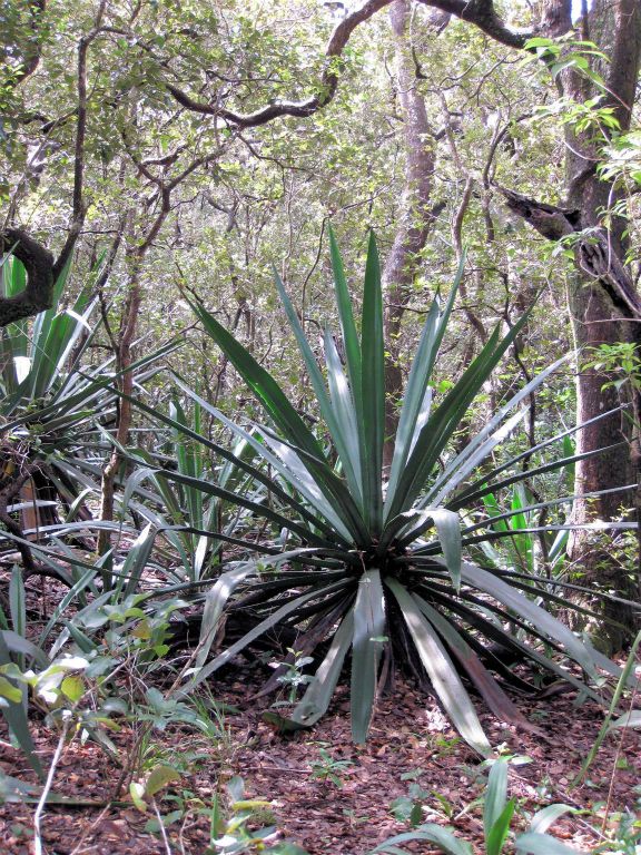 RINCÓN DE LA VIEJA - een cactus