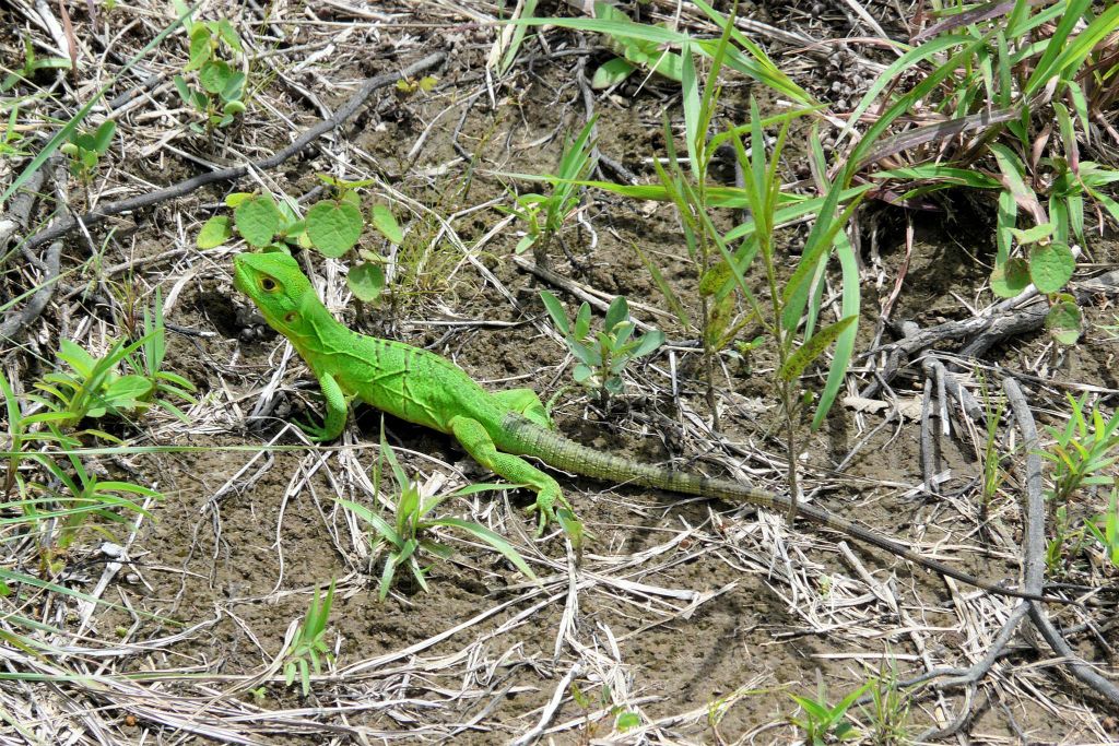 RINCÓN DE LA VIEJA - een groene hagedis