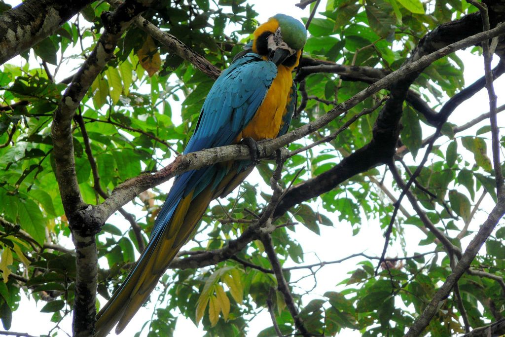 RINCÓN DE LA VIEJA -> MONTEVERDE - een blauwgele ara