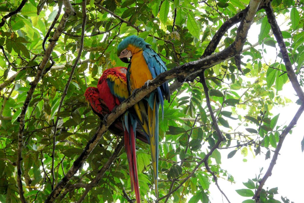 RINCÓN DE LA VIEJA -> MONTEVERDE - een geelvleugel en blauwgele ara
