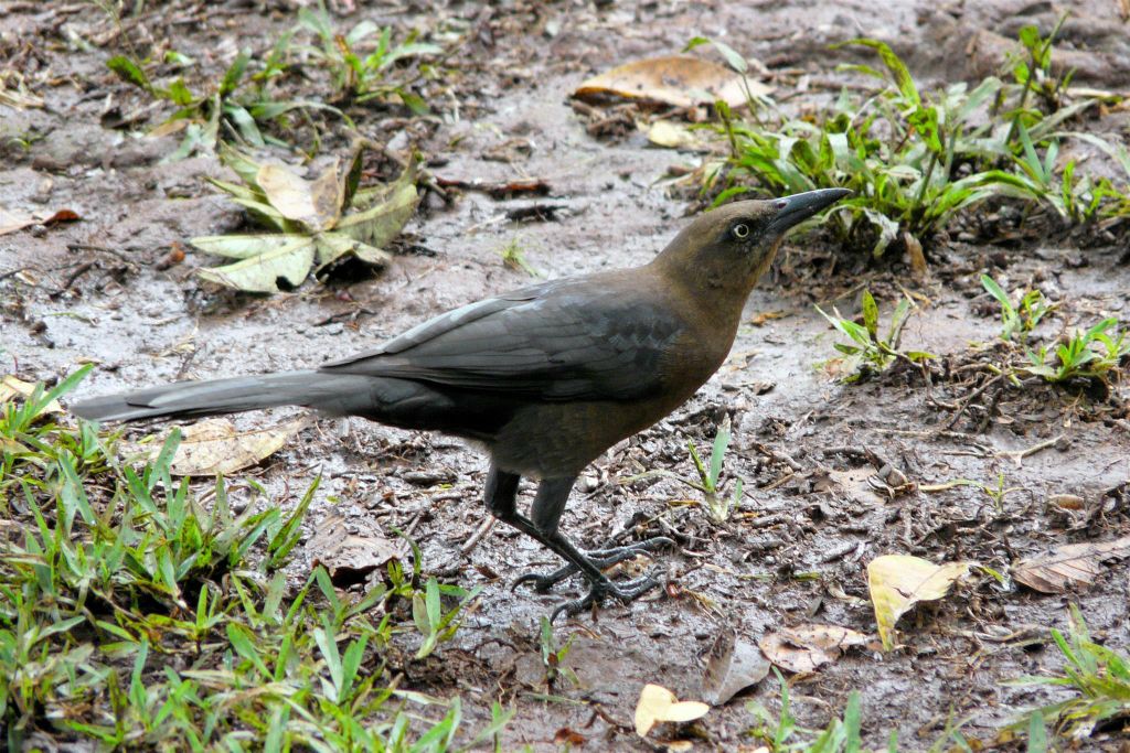 RINCÓN DE LA VIEJA -> MONTEVERDE - een vogel