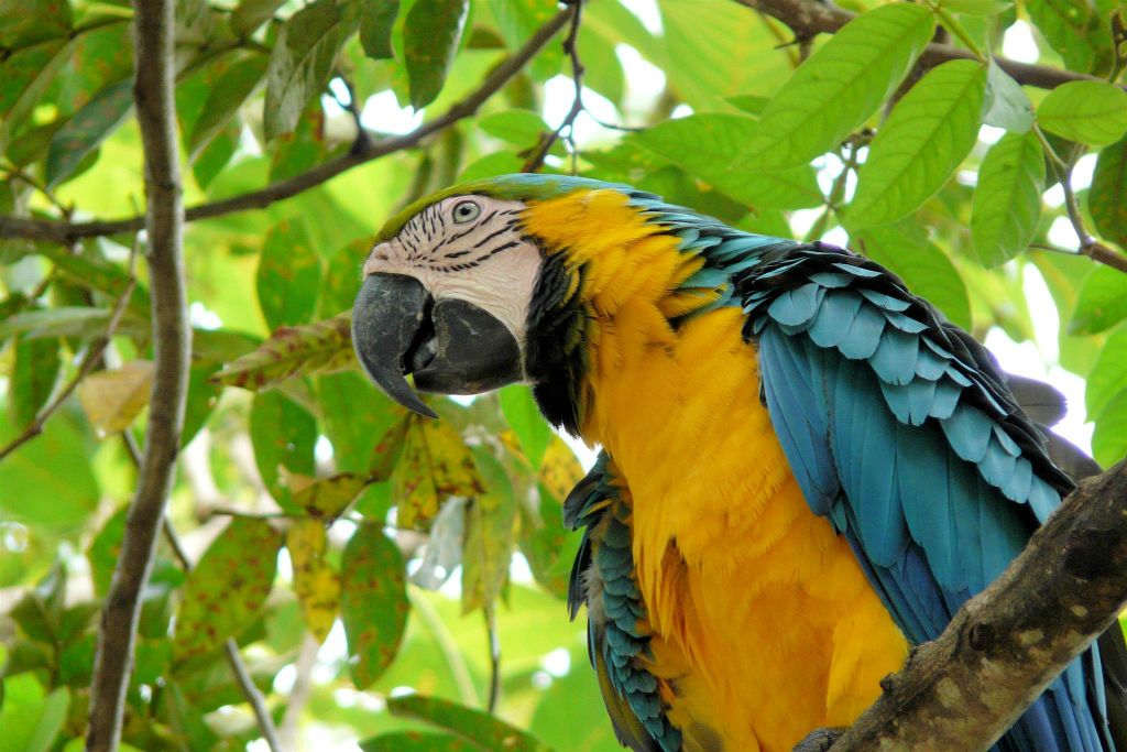 RINCÓN DE LA VIEJA -> MONTEVERDE - een blauwgele ara