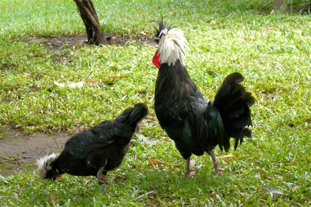 RINCÓN DE LA VIEJA -> MONTEVERDE - een kip en een haan