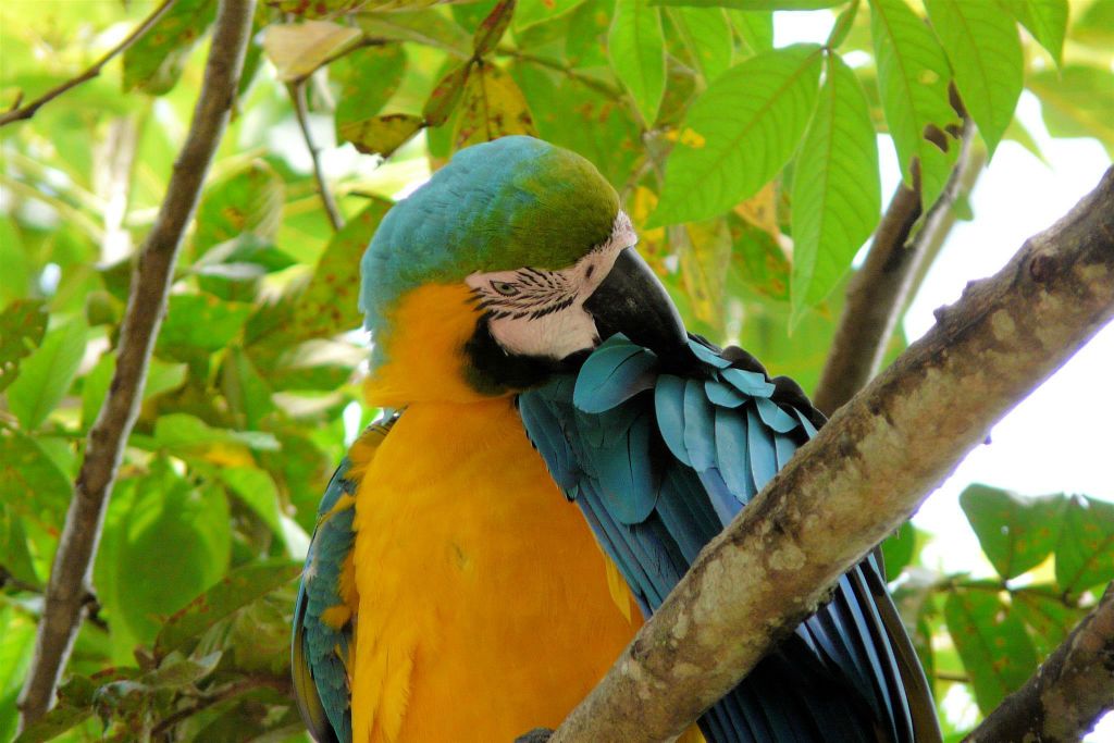 RINCÓN DE LA VIEJA -> MONTEVERDE - een blauwgele ara