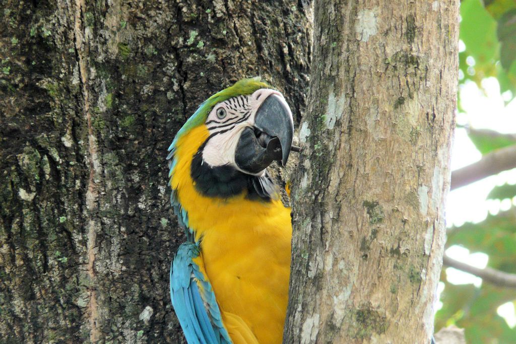 RINCÓN DE LA VIEJA -> MONTEVERDE - een blauwgele ara