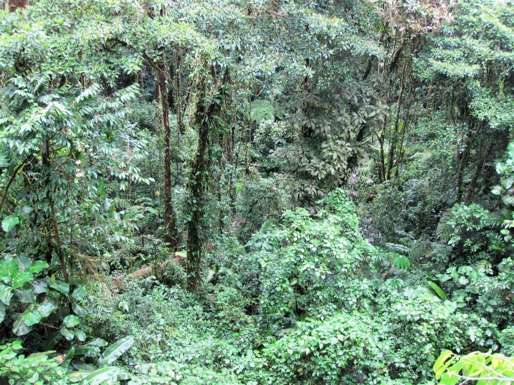 MONTEVERDE - het uitzicht vanaf de hangbrug bij de skywalk