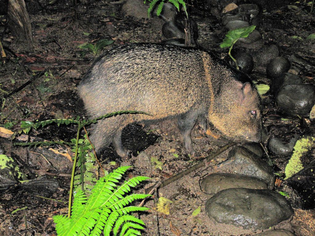 MONTEVERDE - Charlie een wild zwijn welke tam is