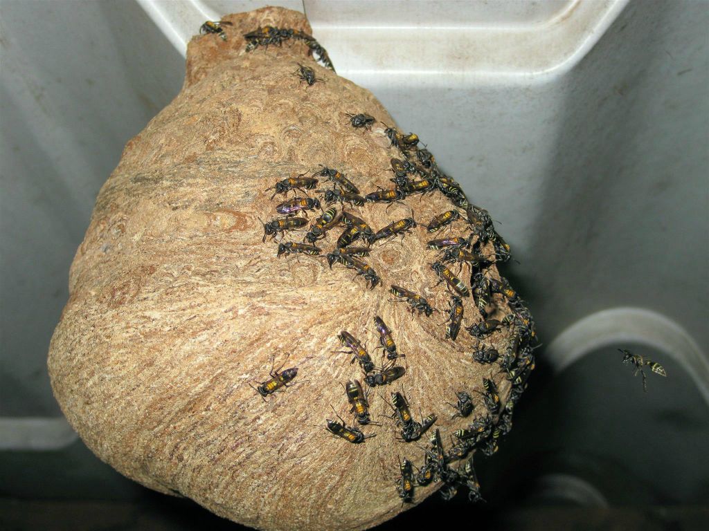MONTEVERDE -> QUEPOS - een bijen nest