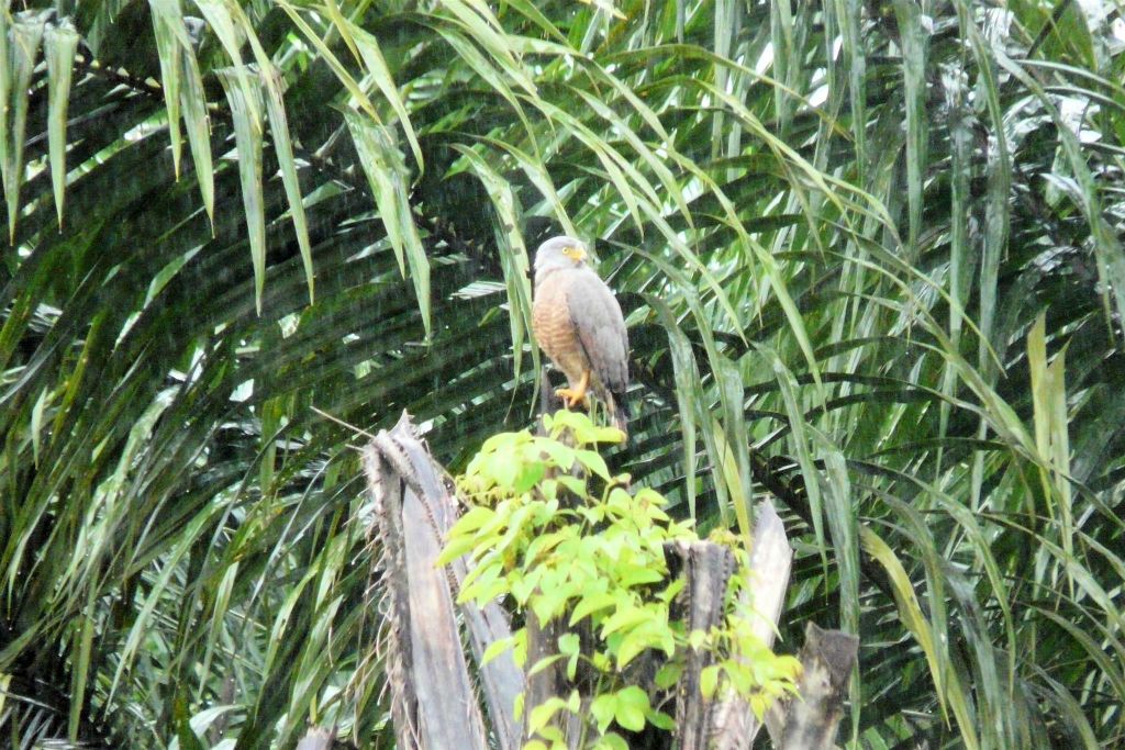 QUEPOS -> PLAYA DOMINICAL - een roofvogel