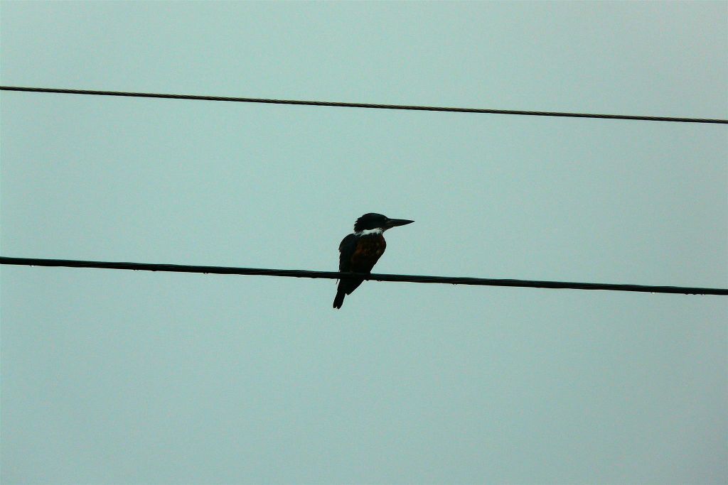 QUEPOS -> PLAYA DOMINICAL - een ijsvogel