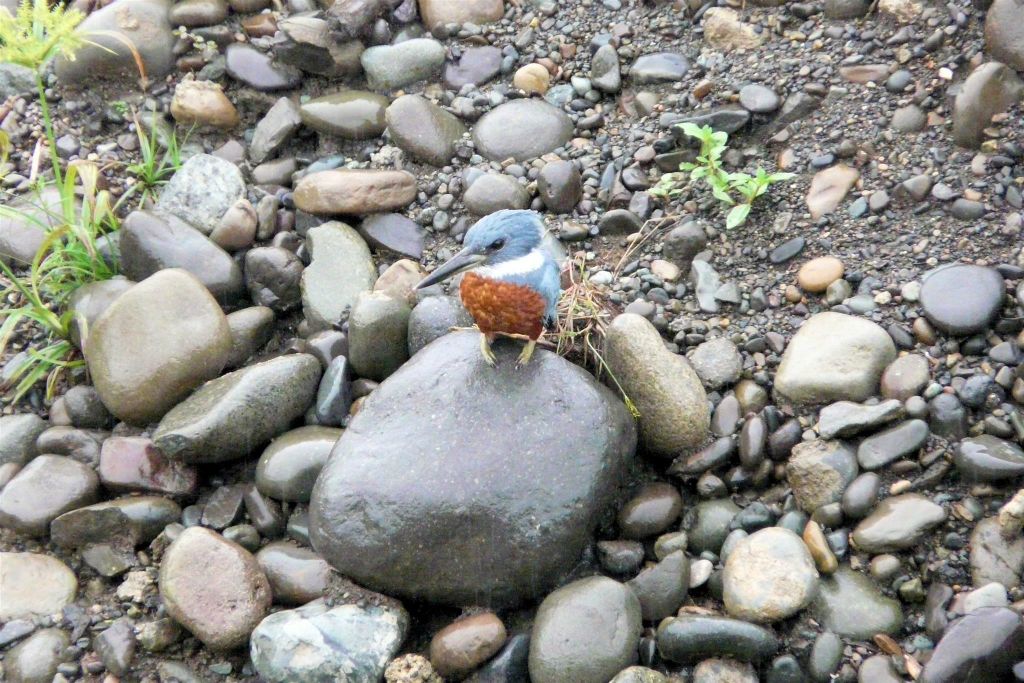 QUEPOS -> PLAYA DOMINICAL - een ijsvogel