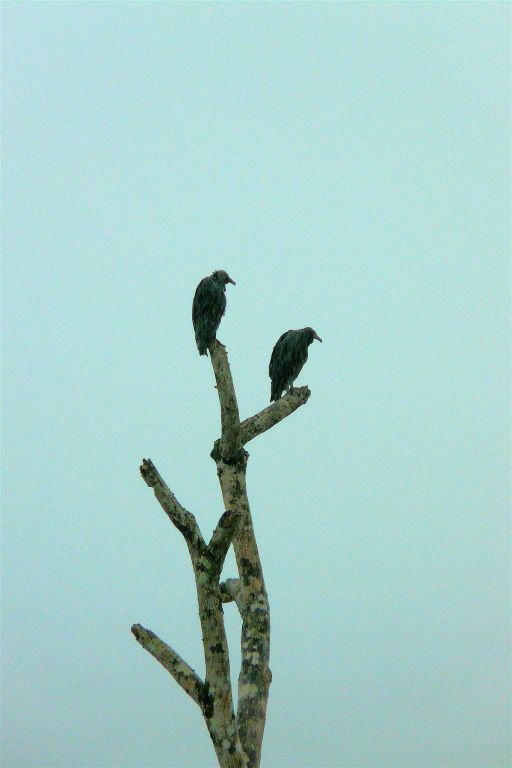 QUEPOS -> PLAYA DOMINICAL - twee zwarte gieren