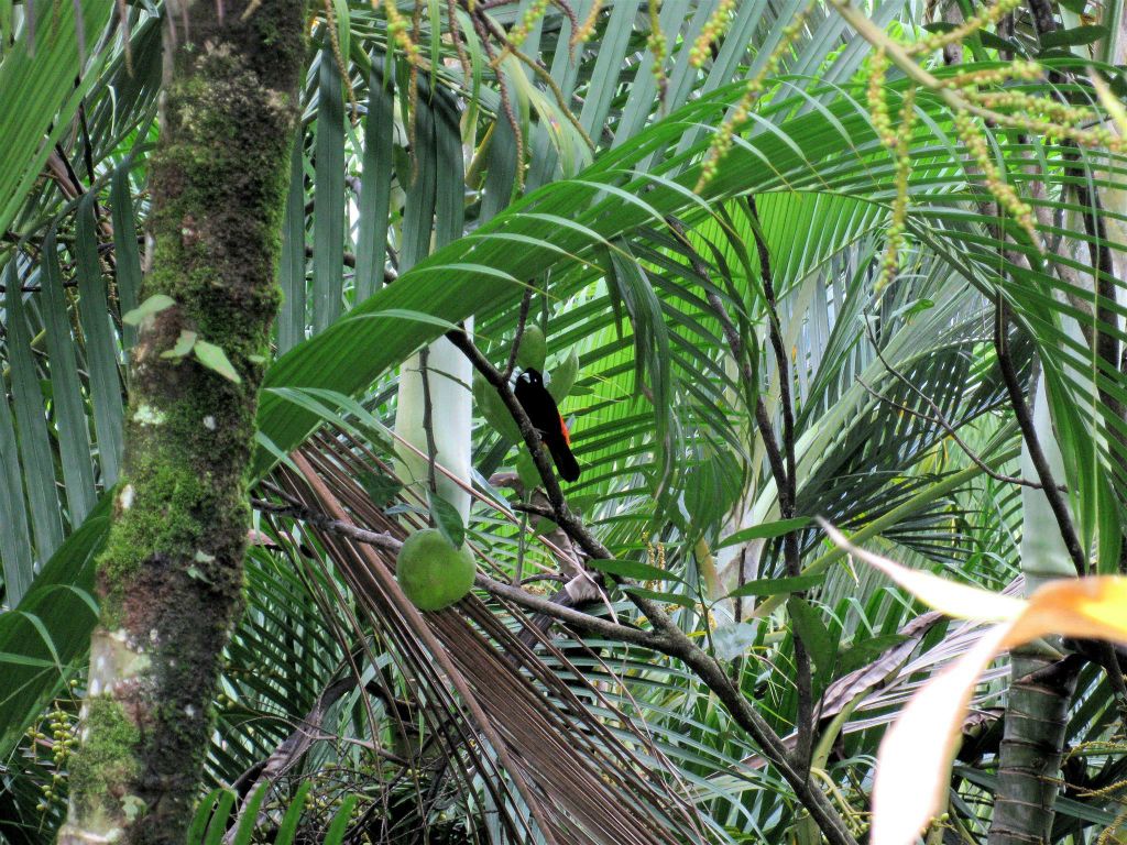 PLAYA DOMINICAL - een mannelijke roodrugtangare