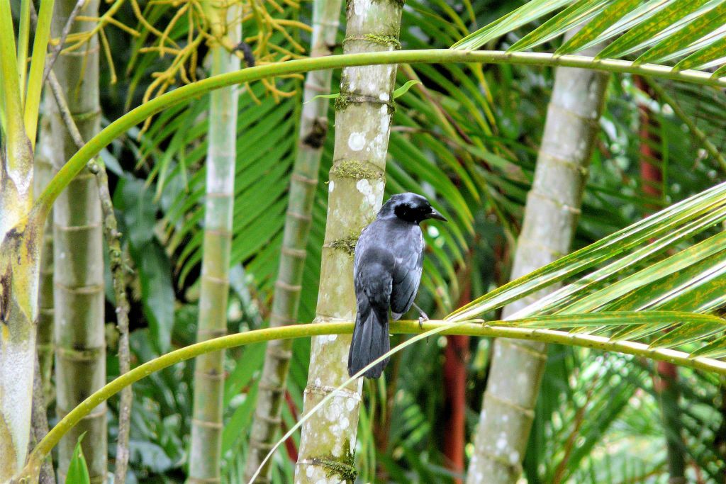 PLAYA DOMINICAL - een vogel