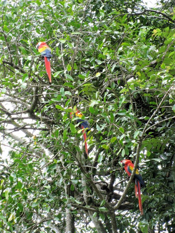 PUERTO JIMÉNEZ -> CORCOVADO NATIONAL PARK - diverse geelvleugel ara's