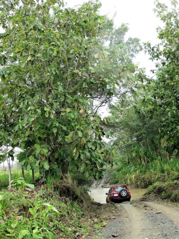 PUERTO JIMÉNEZ -> CORCOVADO NATIONAL PARK - onderweg met taxi jeeps door een rivier