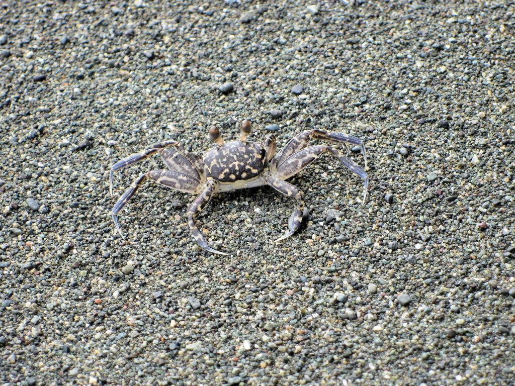 PUERTO JIMÉNEZ -> CORCOVADO NATIONAL PARK - een krab