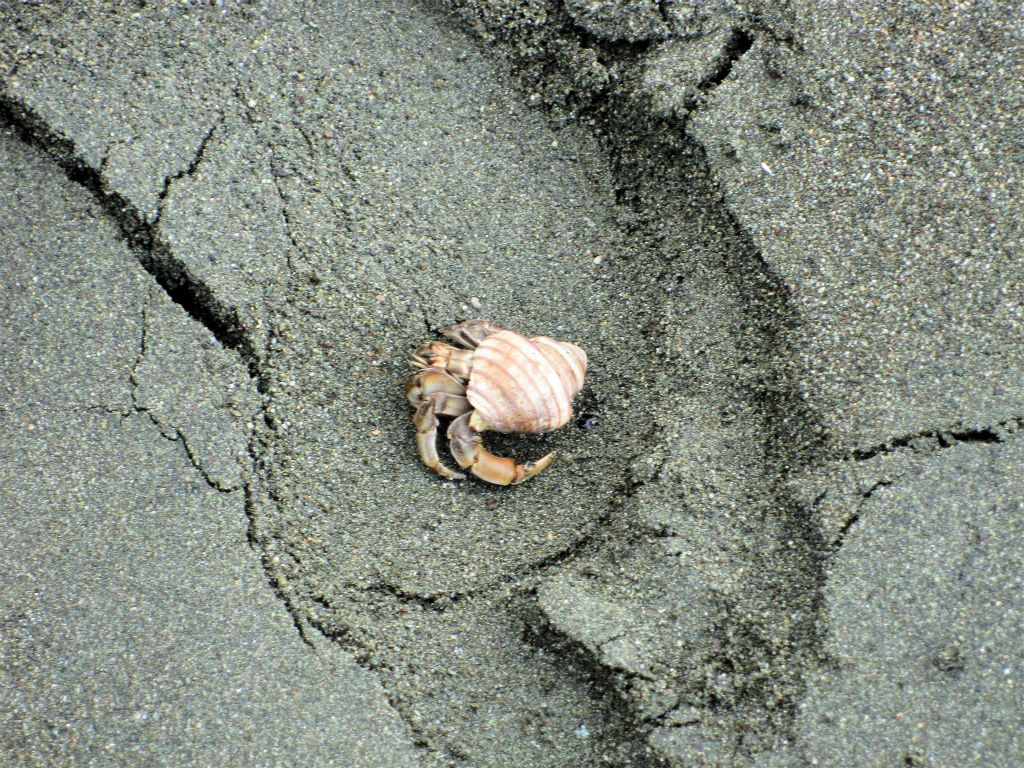 CORCOVADO NATIONAL PARK - een krab