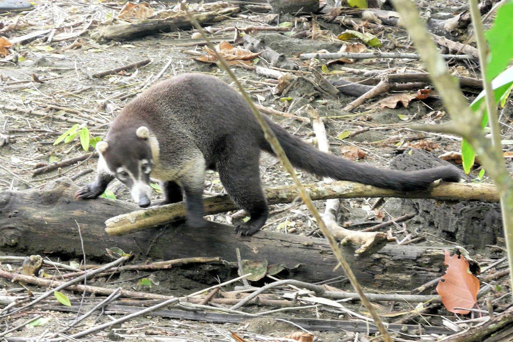 CORCOVADO NATIONAL PARK - een witsnuitneusbeer