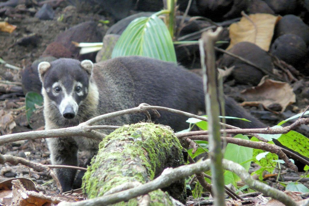 CORCOVADO NATIONAL PARK - een witsnuitneusbeer