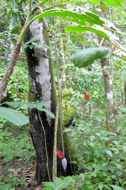 CORCOVADO NATIONAL PARK - een bananenboom