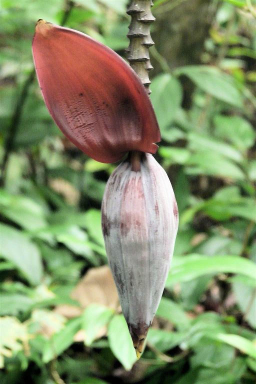 CORCOVADO NATIONAL PARK - een bloem van een bananenboom