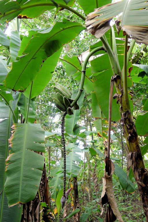 CORCOVADO NATIONAL PARK - een bananenboom