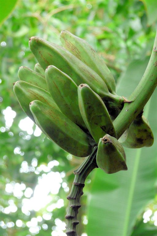 CORCOVADO NATIONAL PARK - enkele banen van een bananenboom