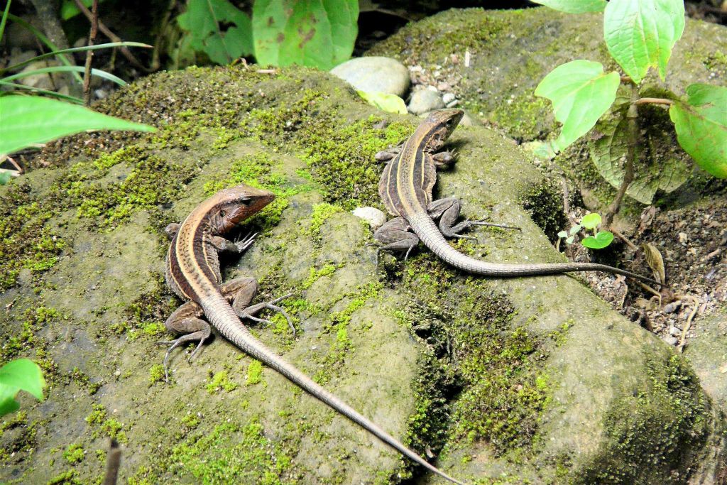 CORCOVADO NATIONAL PARK - twee hagedissen