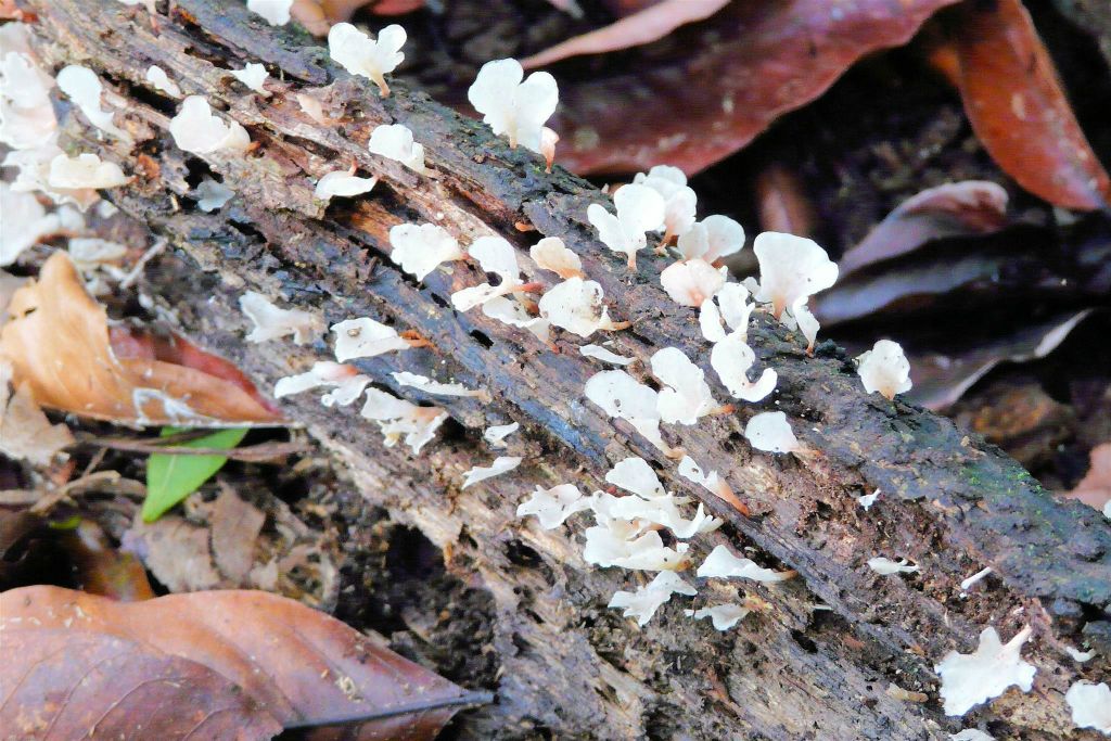 CORCOVADO NATIONAL PARK - de paddestoelen groei op een tak
